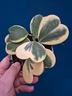 Hoya Kerrii Variegata p12, Ophalen of Verzenden, Halfschaduw, Minder dan 100 cm