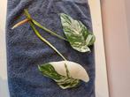 Monstera Variegata Albo  kopstek  2x, Huis en Inrichting, Kamerplanten, Ophalen, Overige soorten, Minder dan 100 cm