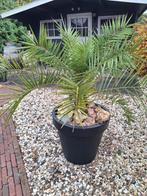 Palm, Tuin en Terras, Planten | Tuinplanten, Ophalen of Verzenden, Bloeit niet, Overige soorten, Volle zon