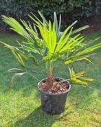 Palmboom, Lente, Minder dan 100 cm, Palmboom, Ophalen