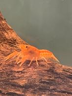 CPO dwergkreeft Cambarellus patzcuarensis, Dieren en Toebehoren, Vis