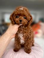 Aziatische Maltipoo F2 Micro pup (Maltipoo/Toy Poedel), Dieren en Toebehoren, Honden | Chihuahua's en Gezelschapshonden, Particulier
