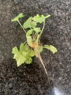 Stekje Tolmiea menziesii Kindje op moeder's schoot, Huis en Inrichting, Kamerplanten, Ophalen, Overige soorten