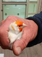 Natuurbroed isabel major putter pop 2025, Dieren en Toebehoren, Vogels | Overige Vogels, Vrouwelijk, Wildzangvogel, Geringd