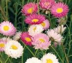 Acroclinium (strobloemen) roze & wit | laatste 4 zakjes, Voorjaar, Zaad, Verzenden, Volle zon