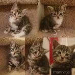 5 lieve kittens., Dieren en Toebehoren, Katten en Kittens | Overige Katten, Meerdere dieren