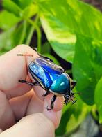 Dicronorhina derbyana blue kweek groep!, Dieren en Toebehoren, Insecten en Spinnen