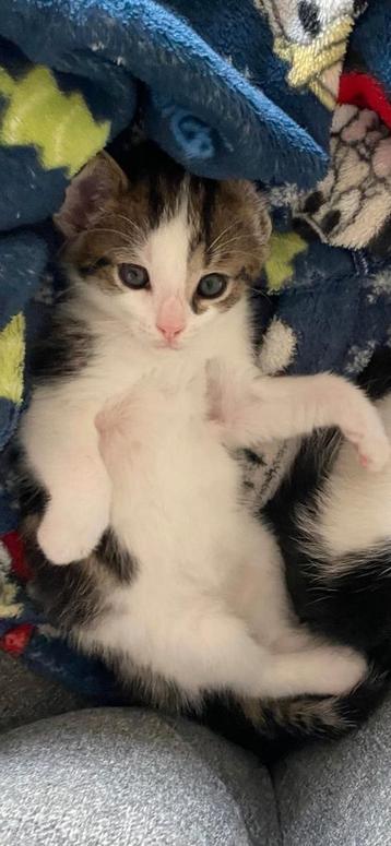 2 lieve kittens beschikbaar voor biedingen