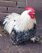 Gratis op te halen Cochin kriel haan., Mannelijk, Kip