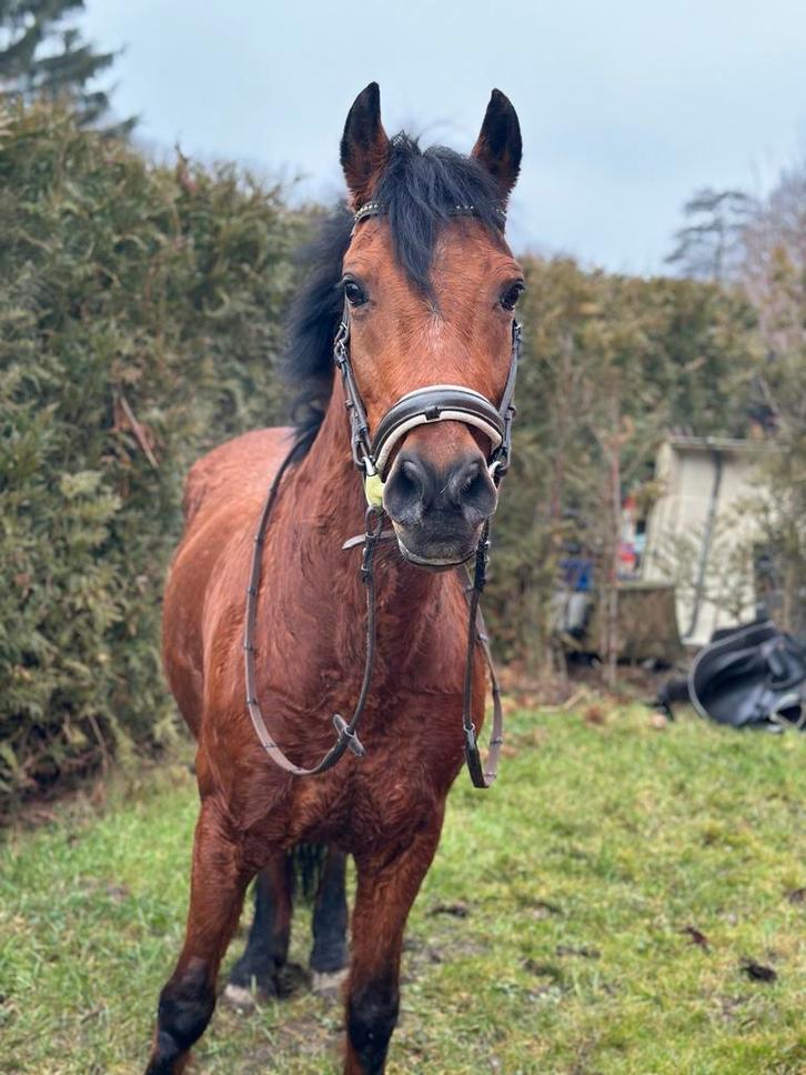 Super lieve BOMPROOF 💣 kinderpony! 😍, Dieren en Toebehoren, Pony's, Merrie, L, D pony (1.37m tot 1.48m), Recreatiepony, 11 jaar of ouder