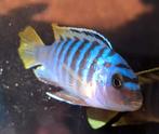 Diverse chicliden, Vis, Zoetwatervis, Schoolvis
