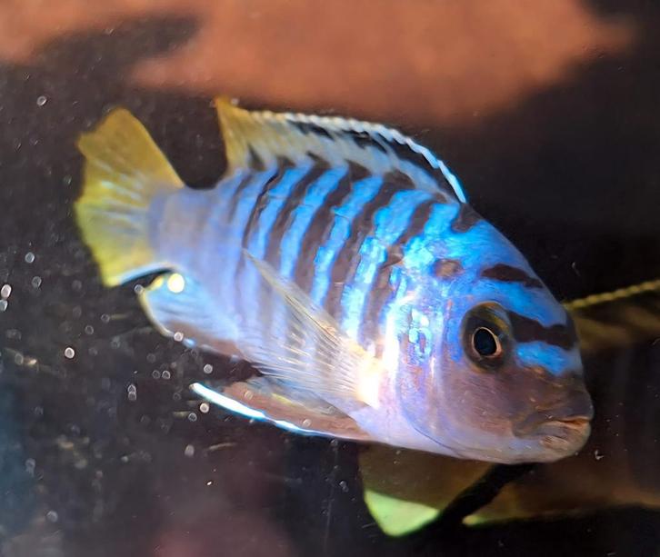 Diverse chicliden, Dieren en Toebehoren, Vissen | Aquariumvissen, Zoetwatervis, Vis, Schoolvis