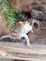 Baardagaam, man inclusief groot terrarium., Dieren en Toebehoren, Hagedis, Met terrarium, 7 tot 10 jaar