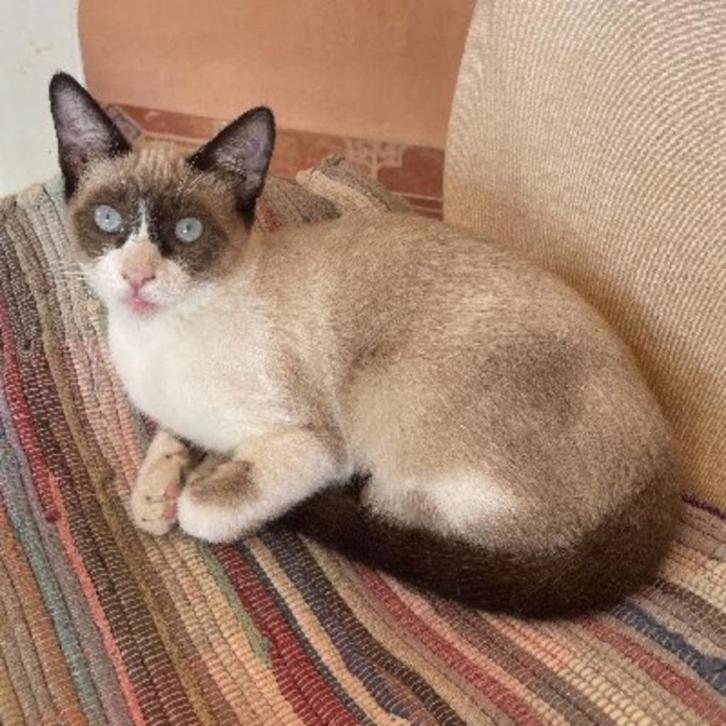 ACE: Dulsi is op zoek naar een rustige thuis!, Dieren en Toebehoren, Katten en Kittens | Overige Katten, Kortharig, Poes, 0 tot 2 jaar