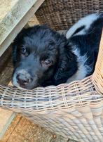 Friese stabij pups, Dieren en Toebehoren, Rabiës (hondsdolheid), Overige rassen, 8 tot 15 weken, Meerdere