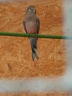 Bourke parkiet wildkleur., Dieren en Toebehoren, Vogels | Parkieten en Papegaaien, Vrouwelijk, Parkiet