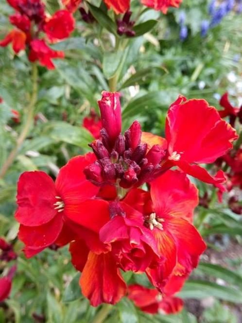 zaden Erysimum cheiri Fire King, Tuin en Terras, Bloembollen en Zaden, Zaad, Voorjaar, Volle zon, Verzenden
