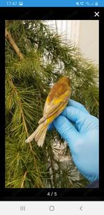 Putters kanarien, Dieren en Toebehoren