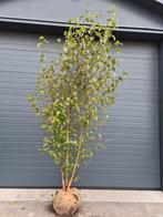Meerstammige berk (Betula utilis jacquemontii)  300/350cm, Halfschaduw, Lente, 250 tot 400 cm, Overige soorten