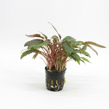 Cryptocoryne beckettii P5 beschikbaar voor biedingen