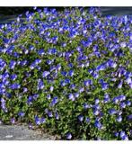 geranium rozanne 2,50, Tuin en Terras, Planten | Tuinplanten, Ophalen of Verzenden, Zomer, Overige soorten, Volle zon