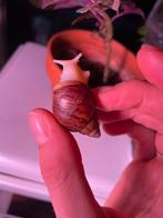 baby reuzenslakken (Achatina fulica)!, Overige soorten, 0 tot 2 jaar