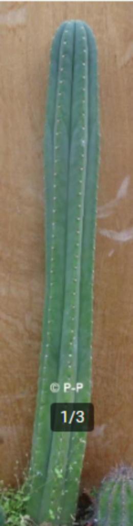 Valse San Pedro Cactussen - Planten en stekken