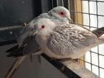Diamantduifjes, Dieren en Toebehoren, Vogels | Overige Vogels, Meerdere dieren