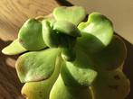 Aeonium Lily Pad Bijzondere Vetplanten Succulenten, Huis en Inrichting, Kamerplanten, Ophalen of Verzenden