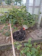 Cochin haan + 3 hennen, Dieren en Toebehoren, Pluimvee, Meerdere dieren, Kip