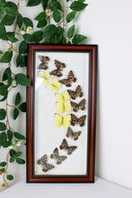 Prachtige grote vlinderlijst, Minder dan 50 cm, Ophalen of Verzenden, Zo goed als nieuw, Minder dan 50 cm