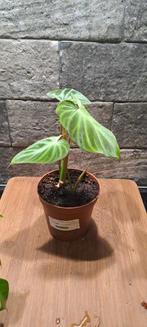Philodendron Verrucosum, Huis en Inrichting, Kamerplanten, Overige soorten, Minder dan 100 cm, Groene kamerplant, Halfschaduw