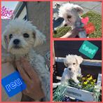 Maltipoo keuze uit 3 puppies, Dieren en Toebehoren, Honden | Chihuahua's en Gezelschapshonden, Maltezer, Rabiës (hondsdolheid)