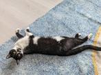 Poes 2 jaar oud, Dieren en Toebehoren, Katten en Kittens | Raskatten | Korthaar, Poes, Ontwormd