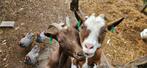 Geitjes, 4 jaar oud, Dieren en Toebehoren, Schapen, Geiten en Varkens, Vrouwelijk, Geit, 3 tot 5 jaar