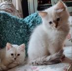 Ragdoll kitten kater chocolate point met stamboom,, Dieren en Toebehoren, Kater, Met stamboom