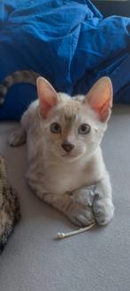 Savannah zuiver ras met STB. Nog één mannetje beschikbaar!, Kater, Met stamboom, 0 tot 2 jaar