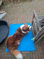 Honden koelingsmat!, Ophalen of Verzenden