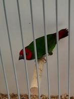 kortstaart papegaaiamadine, Dieren en Toebehoren, Vogels | Overige Vogels, Vrouwelijk, Tropenvogel, Geringd