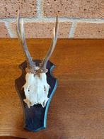 Reebok gewei op houten schild met kaakdelen., Verzenden, Gebruikt, Hert, Gewei of Kop