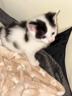 2 kleine lieve kittens., Dieren en Toebehoren, Katten en Kittens | Overige Katten, Geslacht onbekend, Kortharig, 0 tot 2 jaar