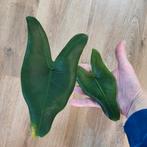 Alocasia zebrina, Ophalen, Halfschaduw, Minder dan 100 cm