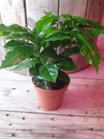 Kamerplant Coffea arabica, Ophalen, Halfschaduw, Minder dan 100 cm