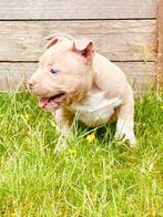 Pocketbully pups, Rabiës (hondsdolheid), 8 tot 15 weken, Bulldog, Meerdere