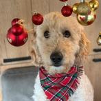 Labradoodle Dekreu, 6 jaar of ouder, Rabiës (hondsdolheid), Reu, Groot