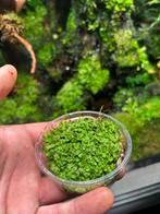 Mos levermos, Ophalen of Verzenden, Zo goed als nieuw, Tak, Plant, Rots of Steen