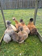 Zijdehoen hennen kriel, Dieren en Toebehoren, Vrouwelijk, Kip