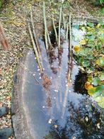 4 Wilgen met wortels, Tuin en Terras, Planten | Tuinplanten, Ophalen, Overige soorten, Volle zon
