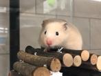 Goudhamster | Goed tam te maken | Jonge hamsters, Dieren en Toebehoren, Knaagdieren, Hamster, Vrouwelijk, Tam, Oktober