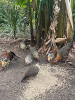 Phoenix krielen patrijskleur, Dieren en Toebehoren, Pluimvee, Meerdere dieren, Kip